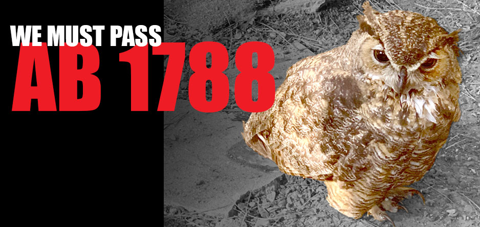 The Unlearned Lessons of DDT and What We Can Do