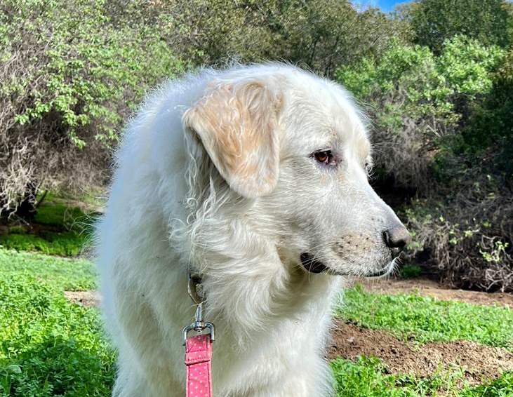 Hiking in the ‘Ocean&acute; of Griffith Park