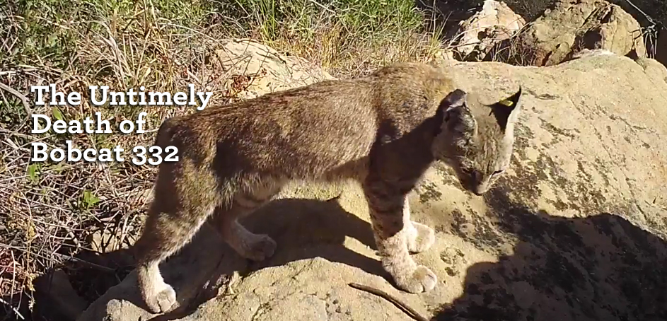 Rodenticides and Untimely Deaths