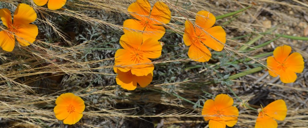 CA-Poppies-Kathryn_Louyse