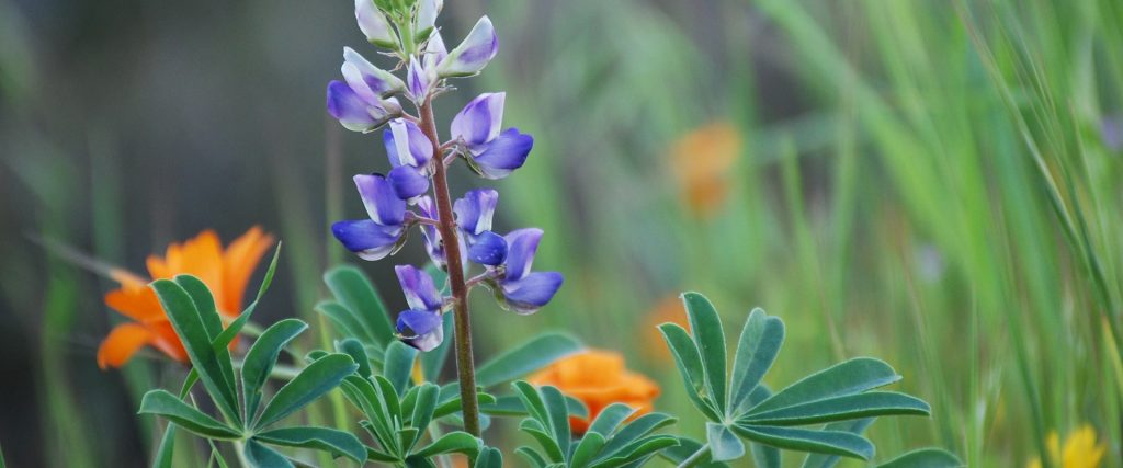 Lupine-BrendaRees
