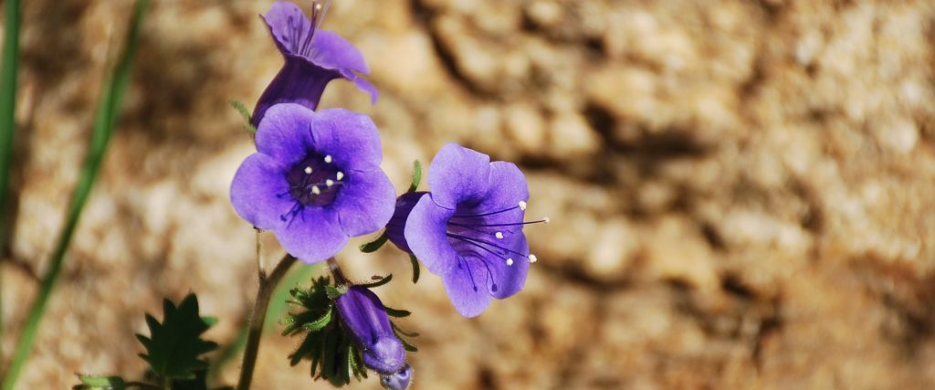 Wild Flower-Brenda Rees