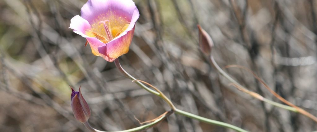 pink-lily GERRY HANS