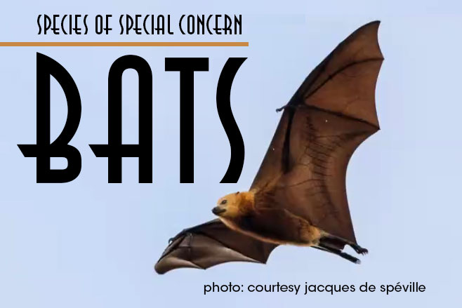 Species of Concern: Miguel Orde&ntilde;ana Discusses Griffith Park Bats
