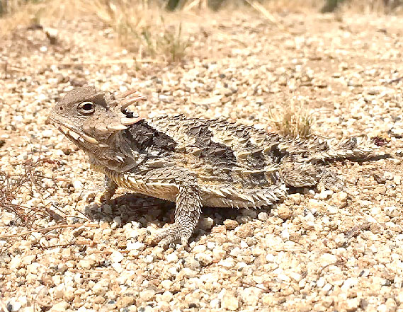 Species of Concern: Recap of Sarah Wenner’s Talk on Horned Lizards