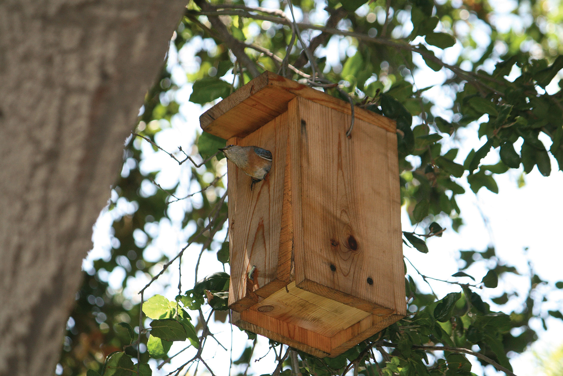 Update: Bluebird Nesting Boxes