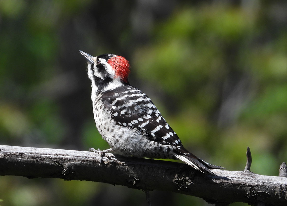 Nuttall’s Woodpecker: a Californian Special