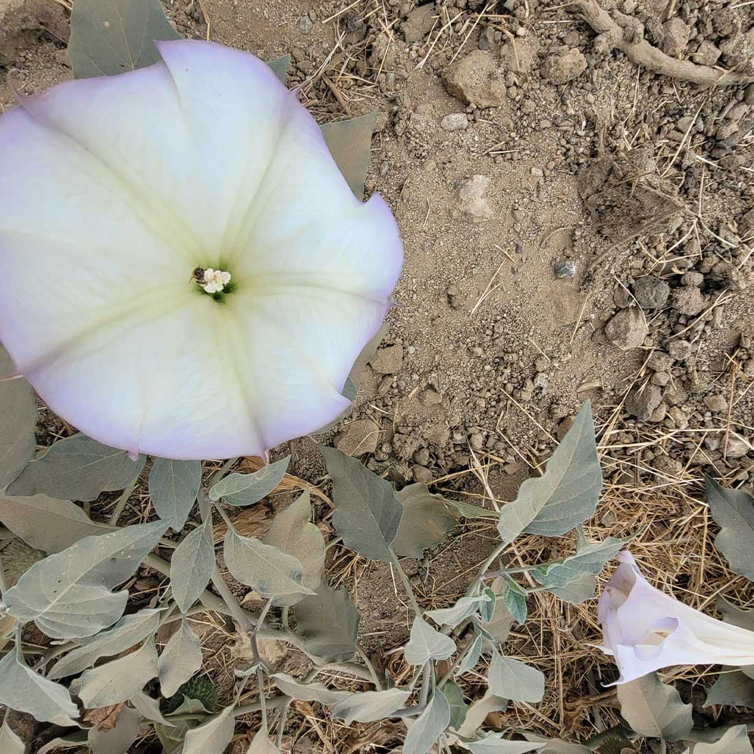 Datura flower in Griffith Park