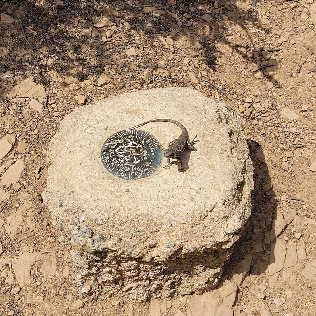 Four-legged hiker on Flood Control Marker in Griffith Park