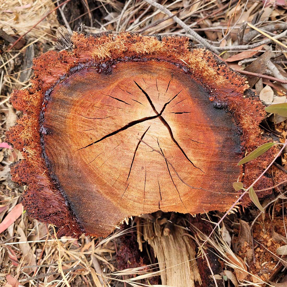 Cracking Stump in Griffith Park