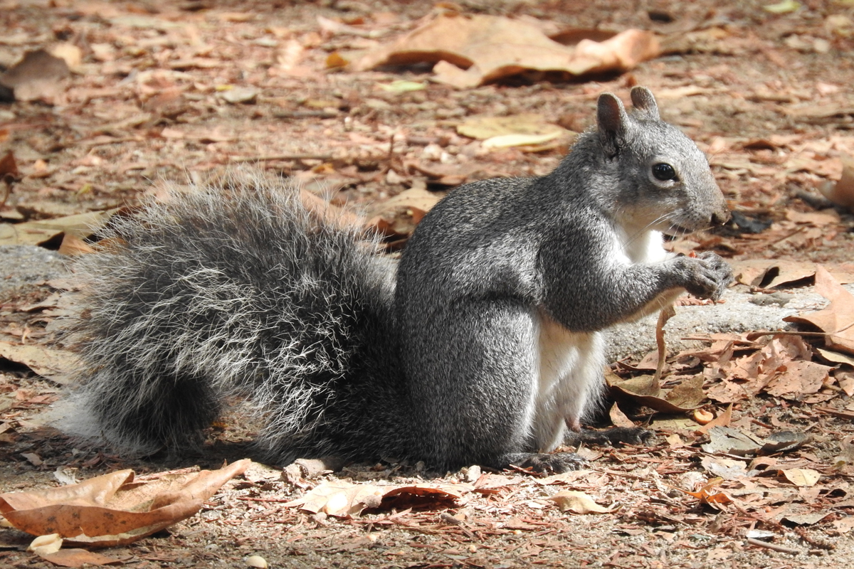 The Western Gray Squirrel — Will They Survive in Griffith Park?