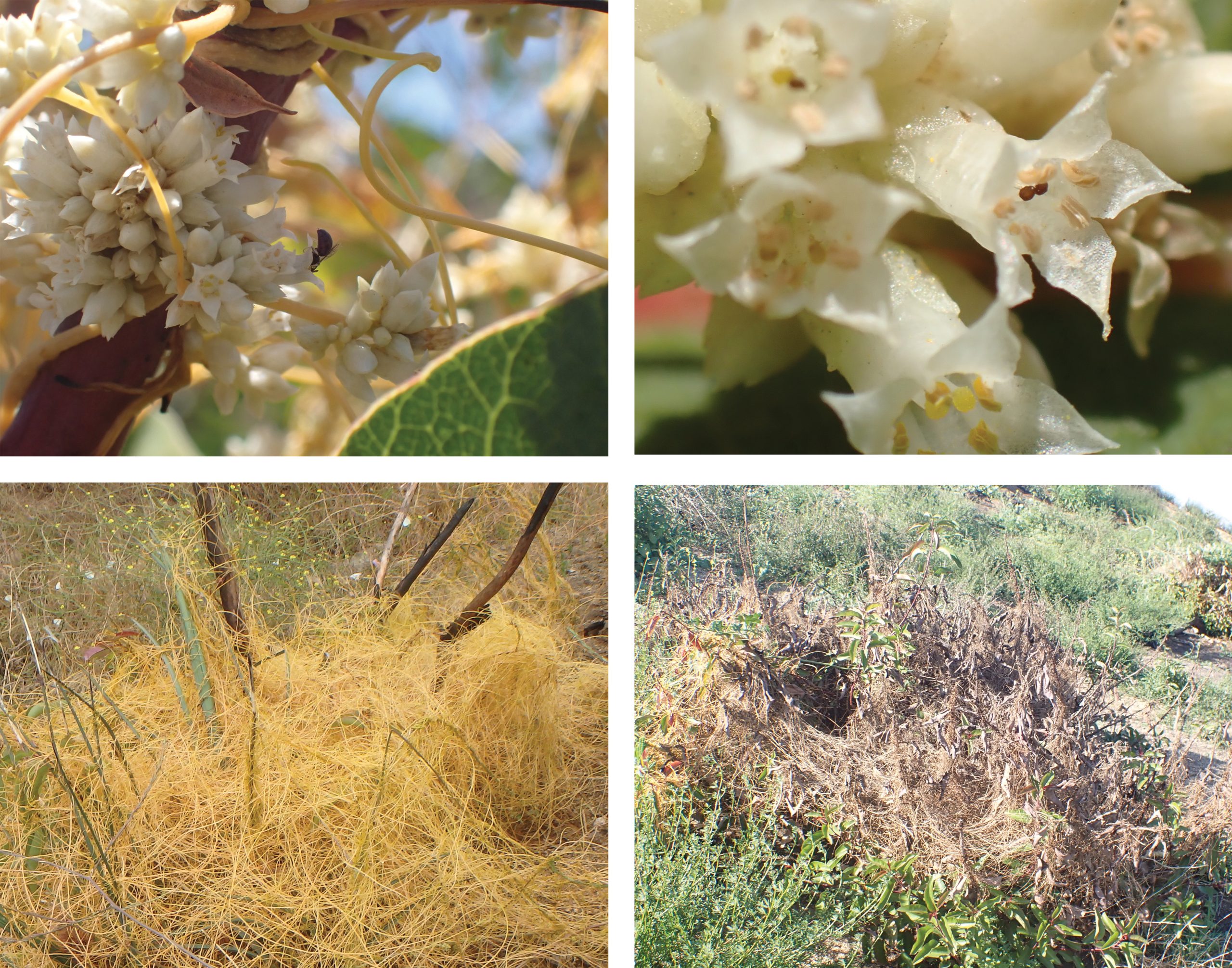 Dodder Demystified