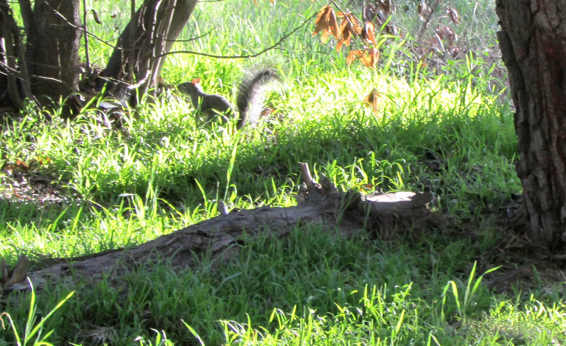 Species of Concern: Chris DeMarco’s Discussion of the Western Gray Squirrel