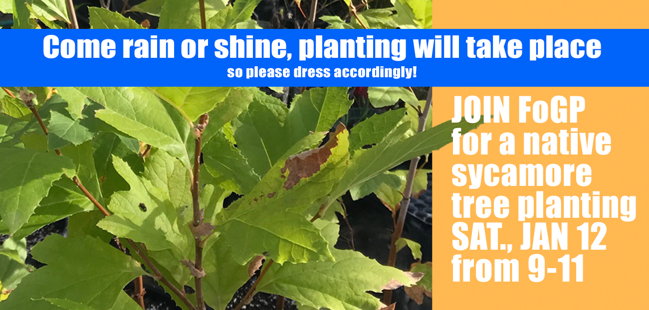 FoGP’s first tree planting… Rain or Shine!