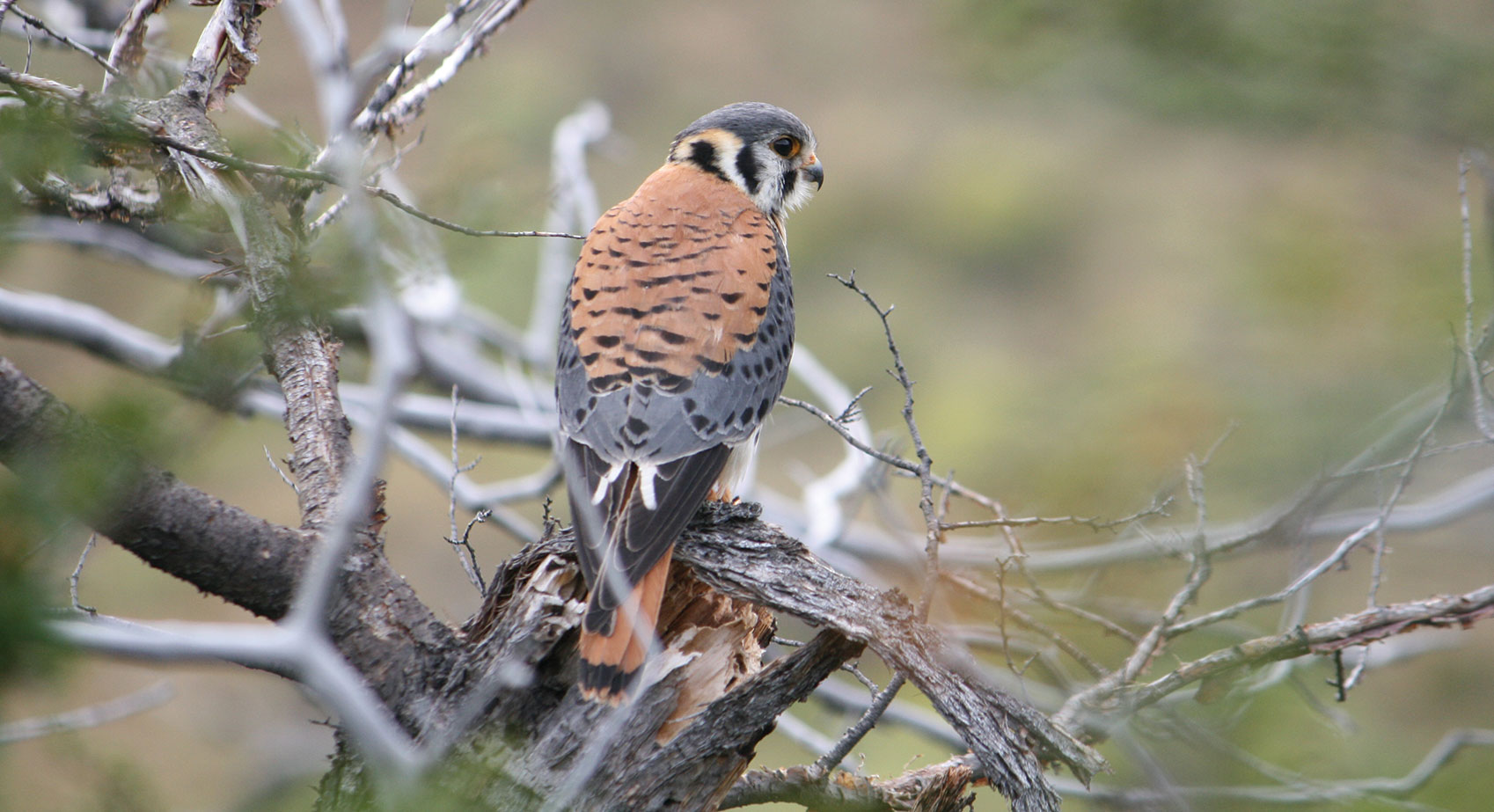 Encouraging Kestrels with Nesting Boxes