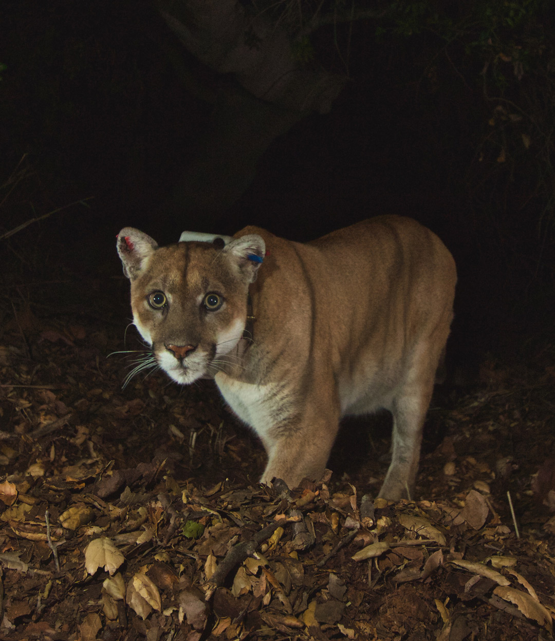 National Park Service P22 image in 2014