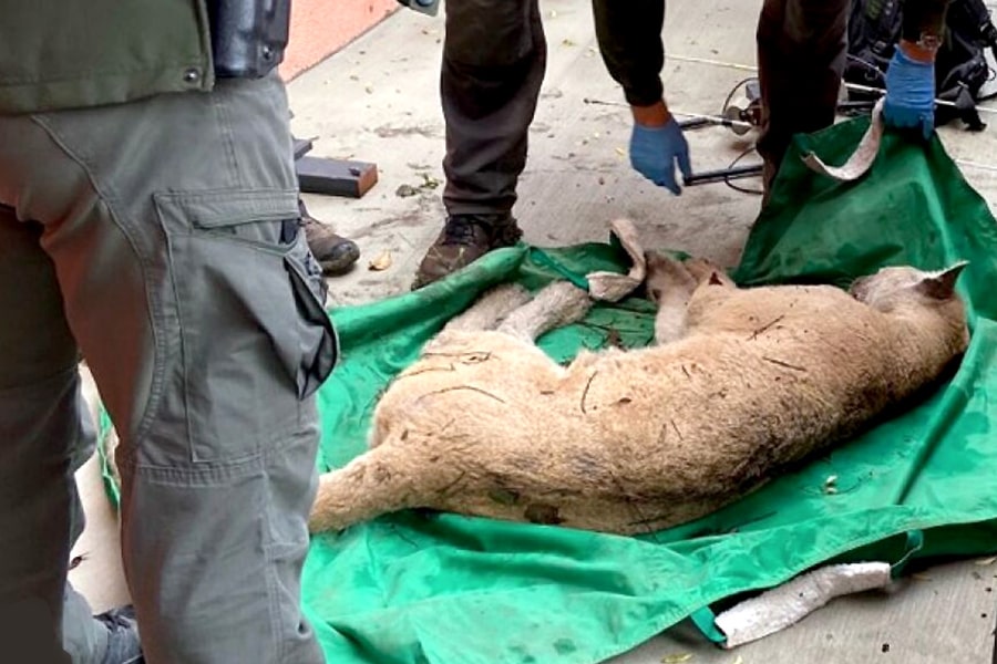 National Park Service teammembers capturing P-22