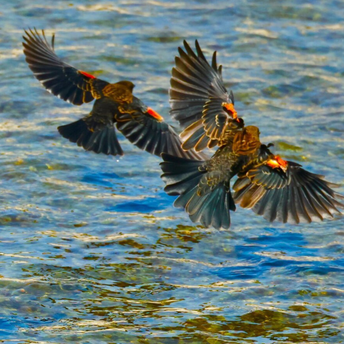 Red-Winged-Blackbirds