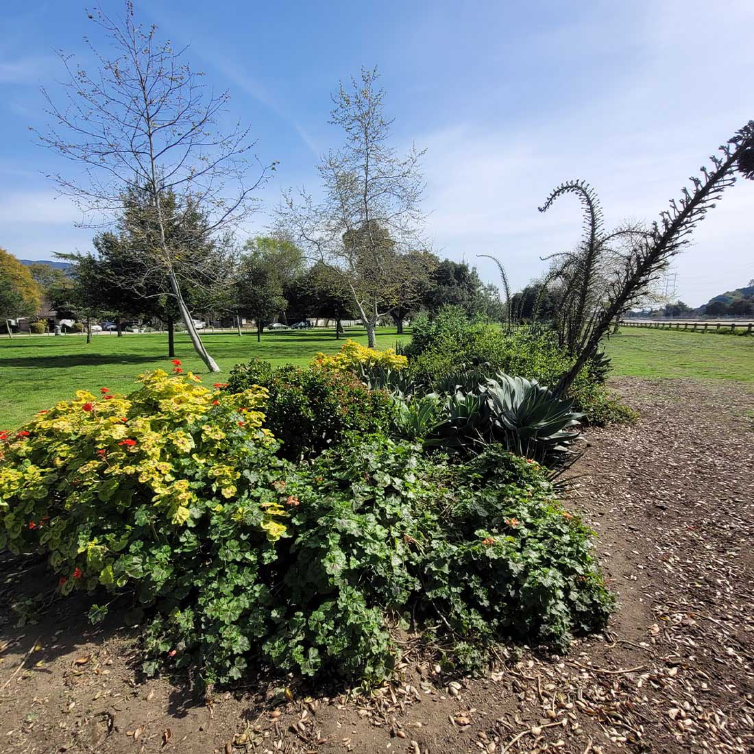 1N-Non-native-Garden