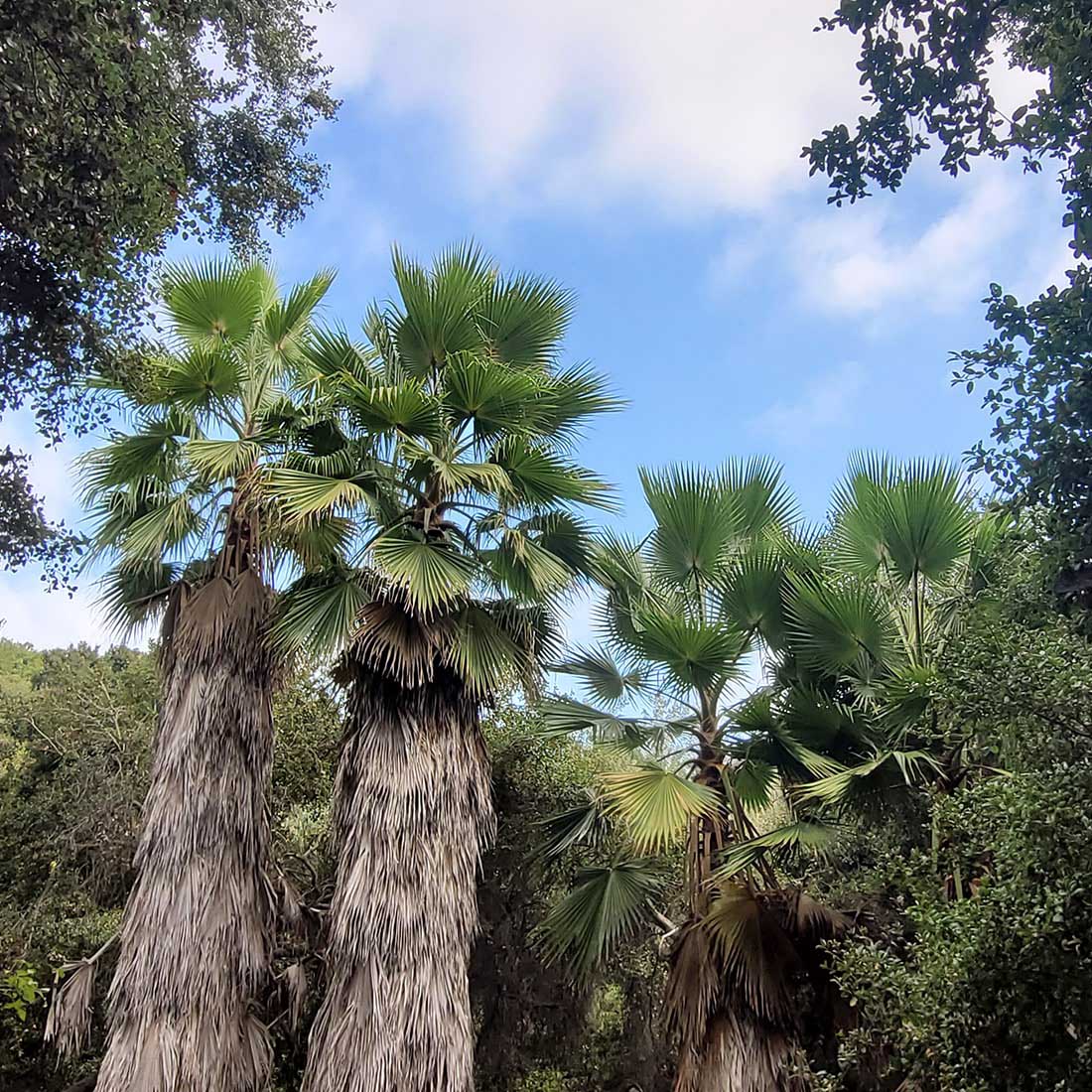 11G-Cadman-Skirted-Palms