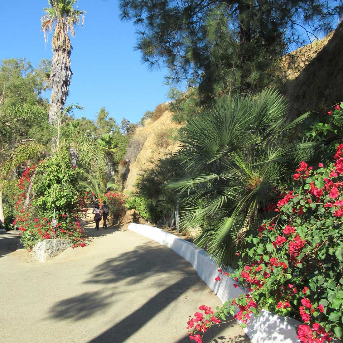 13R-Cacti-Palm-Garden