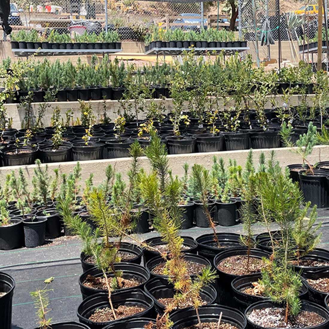 14E-Commonwealth-Nursery