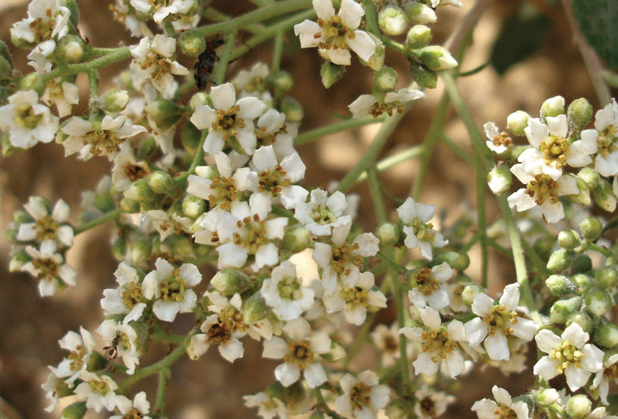 Toyon Through the Seasons