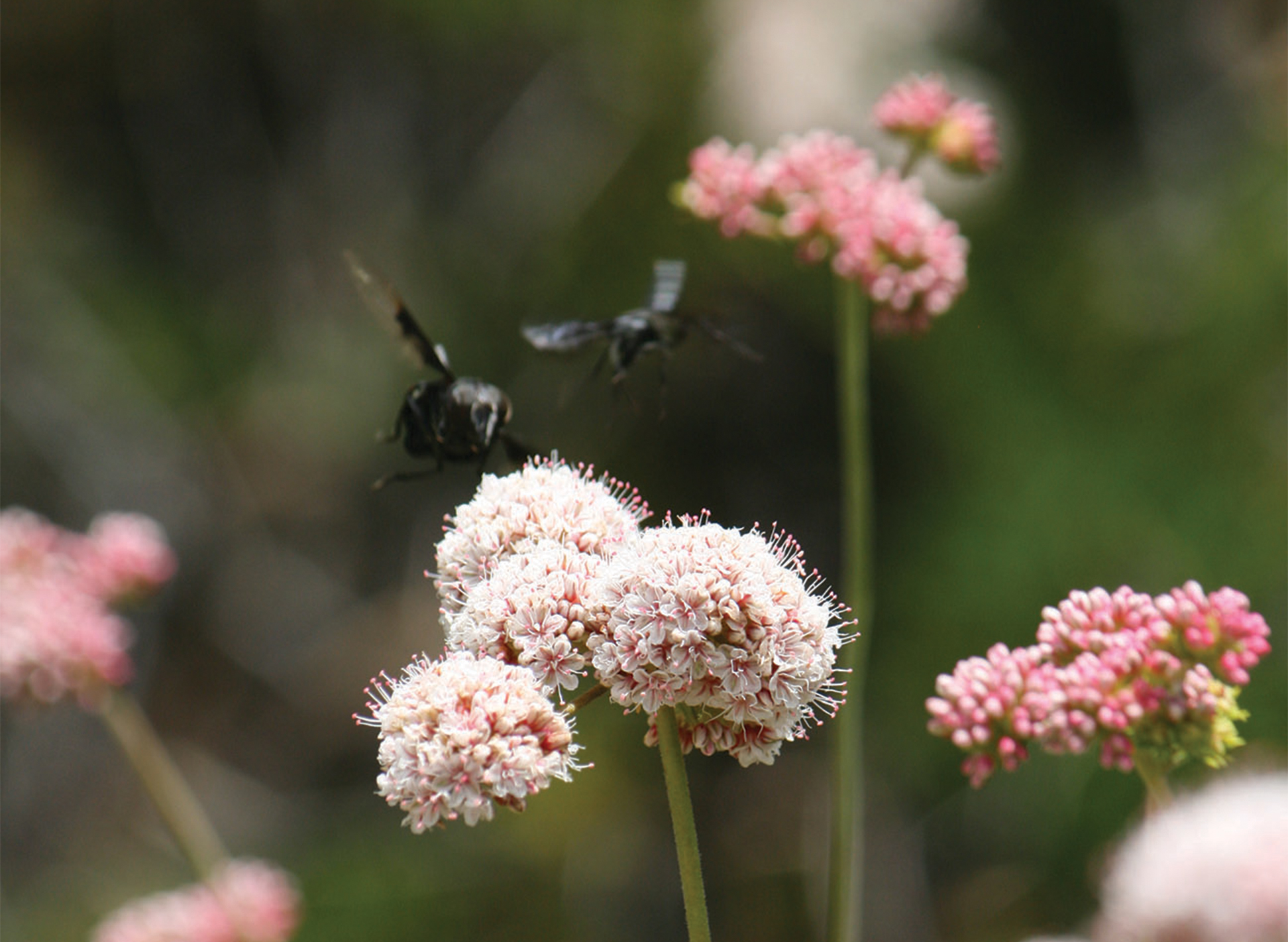 The Beautiful Buckwheat