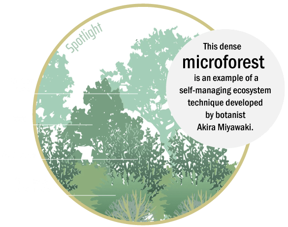 Griffith Park Explorer: Miyawaki Forest