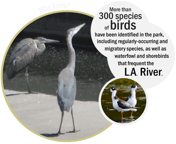 Griffith Park Explorer: Wading Birds