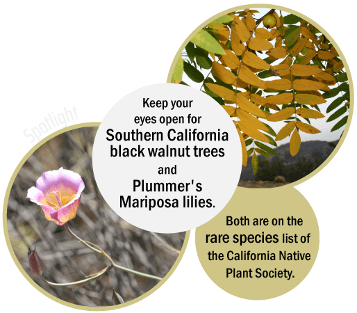 Griffith Park Explorer: Rare Plant Species