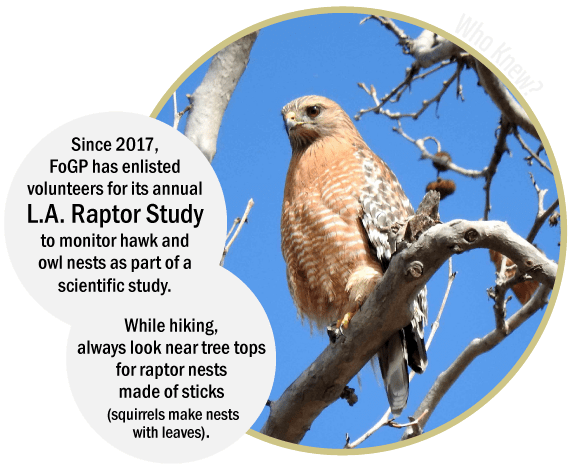 Griffith Park Explorer: Raptor Study